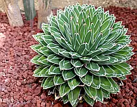 Насіння Агава королеви Вікторії, Agave victoriae-reginae , 3 шт/уп