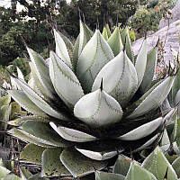 Насіння Агава Соломона, Agave salomonii 3 шт/уп