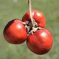 Насіння кокона, топіро червоний, Solanum sessiliflorum 5 шт/уп