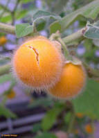 Насіння Волохатий баклажан, Solanum ferox 5 шт/уп