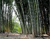 Насіння залізний бамбук, Гігантський бамбук, Dendrocalamus strictus 5 шт/уп