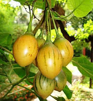 Насіння Жовтий тамарило,томатне дерево, Cyphomandra betacea 'Yellow Fruit' 5 шт/уп