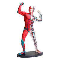 Модель мышц и скелета человека Edu-Toys сборная 19 см (SK056)