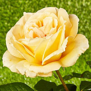 Троянда чайно-гібридна Казанова (Casanova), фото 2