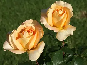 Троянда чайно-гібридна Казанова (Casanova), фото 3