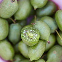 Актинідія сорт Оригінальна (жіноча) 3 річна, конт. 7.5 л (пізнього терміну дозрівання), фото 3