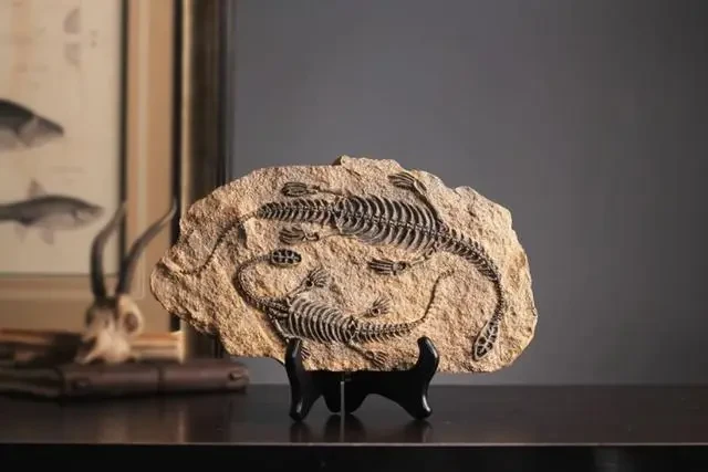 Сувенір "Скам'янілості. Скелети брахіозаврів"