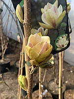 Магнолия (magnolia) «Sunsation»/Н 1.0-1.25 м/ контейнер С12 L