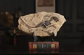 Статуєтка скам'янілості динозавра "Велоцираптор"