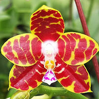 Уценка Орхидея подросток pf-6814, горшок 1.7" без цветов