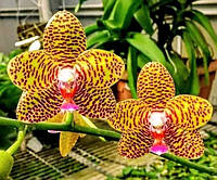 Уценка Орхидея подросток pf-2900, горшок 1.7" без цветов