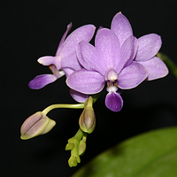 Орхидея саженец Purple Martin, горшок 1.7" без цветов