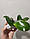 Орхідея саджанець pf-6196, горщик 1.7" без квітів, фото 2