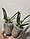 Орхідеї Equestris peloric горщик 2.5" без квітів, фото 4