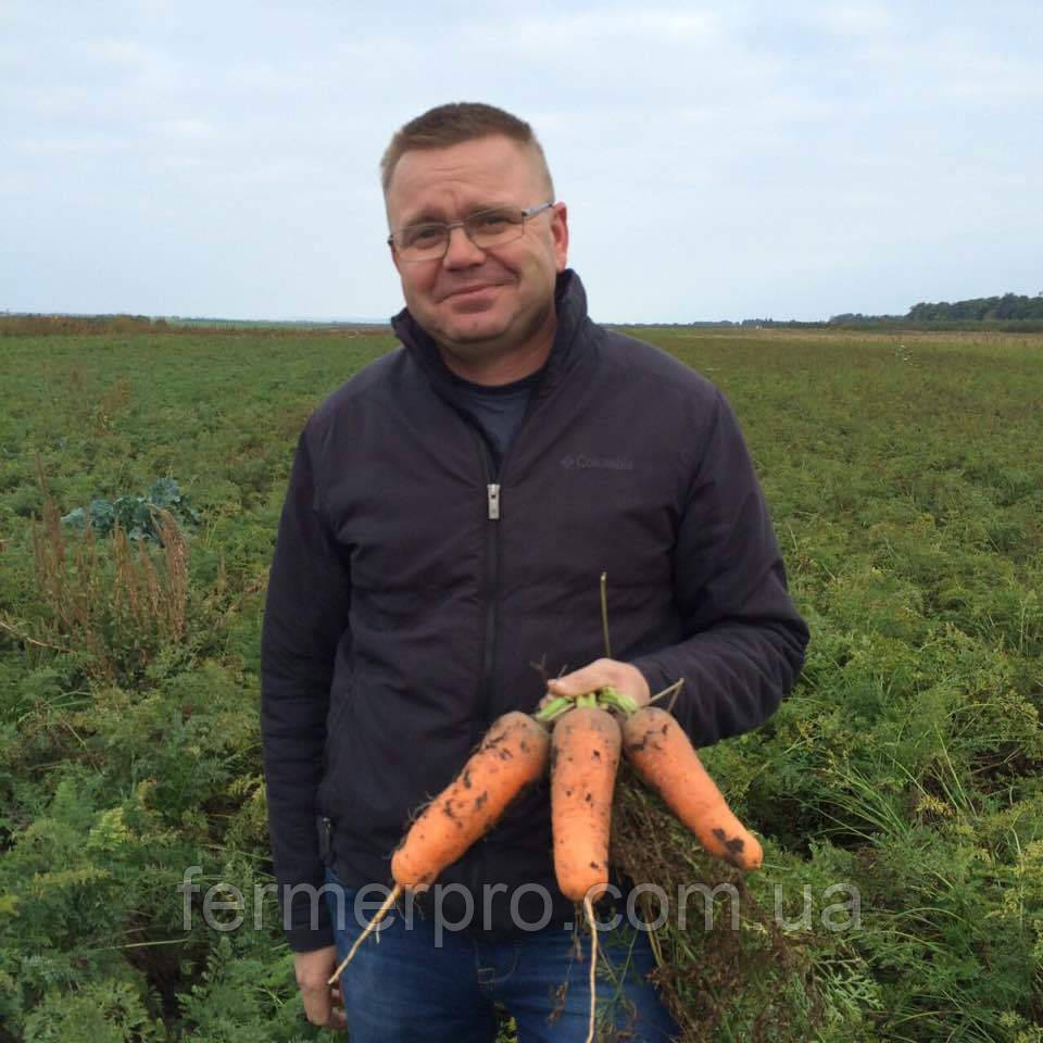 Семена моркови Абако F1(от 2,0 мм и более) Seminis 1 млн семян - фото 1 - id-p410810778