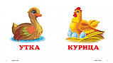 Книга Птицы. Окружающий мир для самых маленьких, фото 3