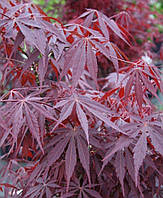 Японский клен Rovinsky Garden Japanese maple, acer palmatum Sumi-nagashi Intense Dark, 60-80см, объем горшка