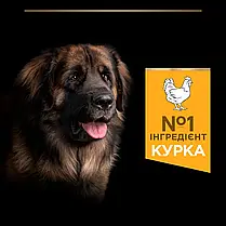 Сухий корм для собак Pro Plan Large Robust Adult Everyday Nutrion для великих порід з куркою 14 кг, фото 6