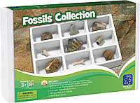 Научный набор Коллекция окаменелостей (9 предметов) от Educational Insights