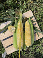 АКВЕДУК F1 2500 шт - Кукурудза Боколор, Spark Seeds