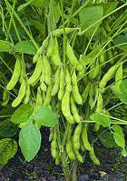 Насіння сої РУБІ, (еліта), Seed Grain