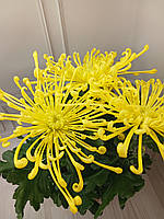 Хризантема кущова в горщику, Хризантема "Fireworks Cream" (жовта)