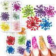 Різнокольорові сухоцвіти для декору нігтів 408, 6 кольорів - для манікюру та педикюру, фото 2