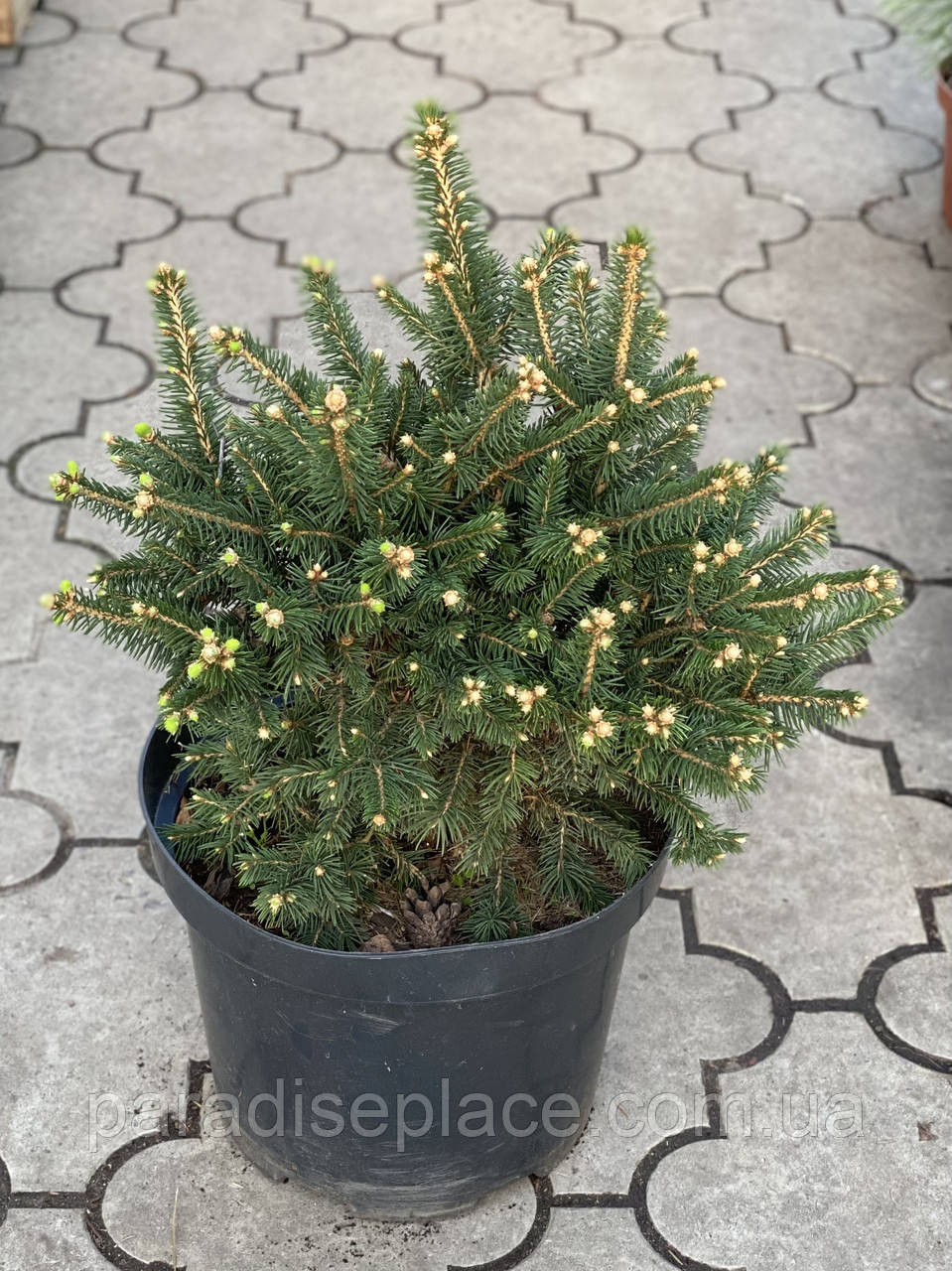 Ялина канадська Цис Вондер / Picea glauca 'Cy's Wonder', С7,5, 7 років, 35+ см - фото 2 - id-p1850866211