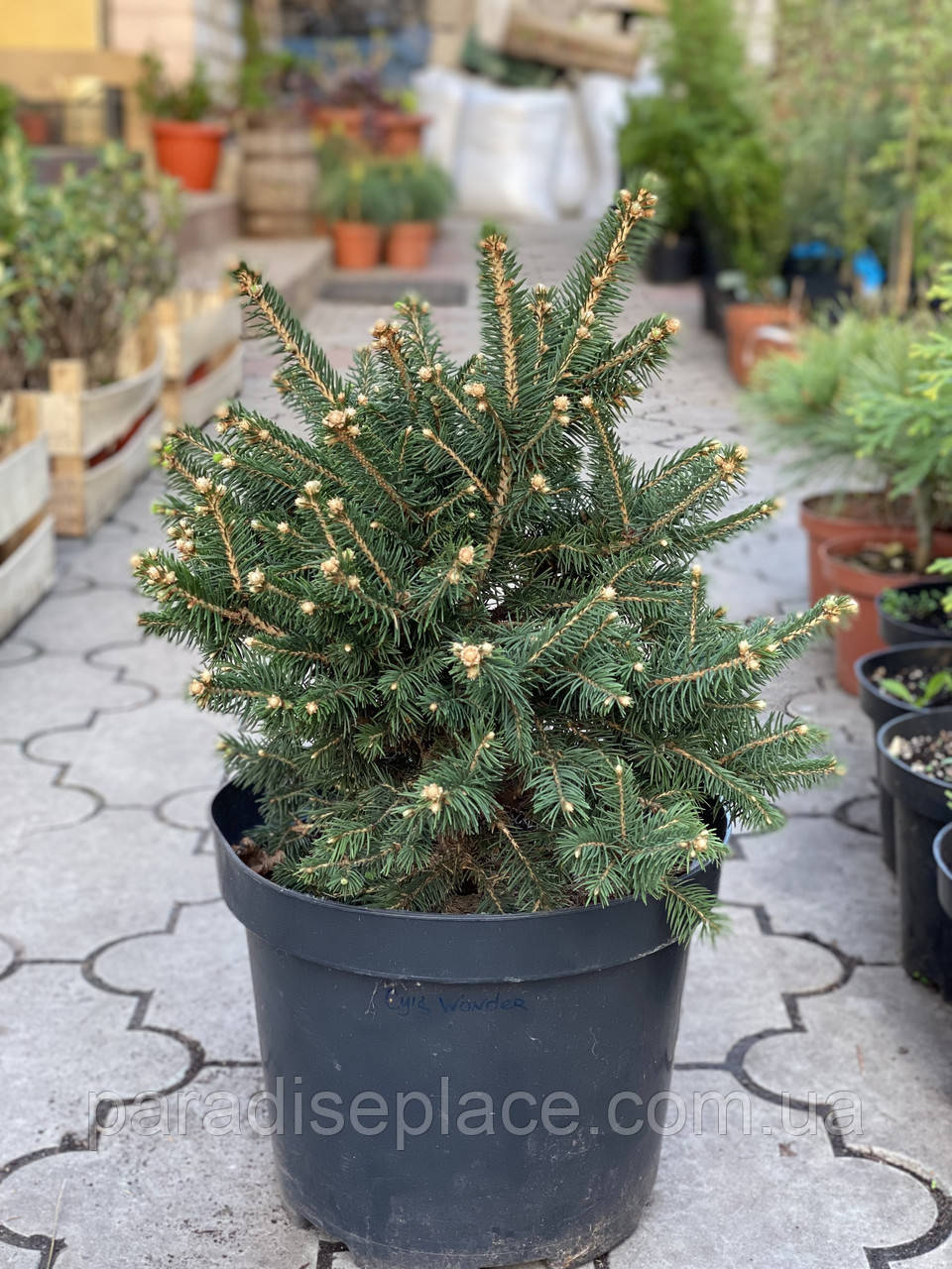 Ялина канадська Цис Вондер / Picea glauca 'Cy's Wonder', С7,5, 7 років, 35+ см - фото 1 - id-p1850866211