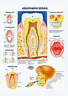 Анатомия зубов - плакат