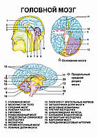 Головной мозг - плакат