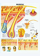 Волосся - постер