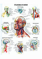 Голова и шея - постер