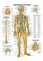 Нервова система постер
