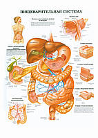 Пищеварительная система - плакат