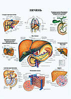 Печень - постер