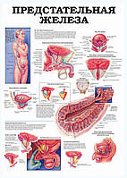 Предстательная железа - постер