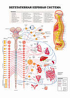 Вегетативная нервная система - плакат