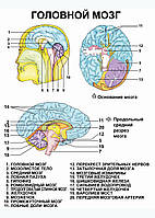 Головной мозг - постер