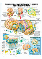 Общее анатомическое строение головного мозга - постер