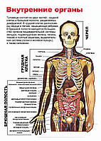 Внутренние органы - плакат