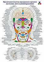 Представительство внутренних органов на голове, шее и ушной раковине - постер