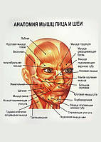 Анатомия мышц лица и тела - постер