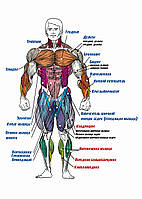 Мышцы тела спереди - постер