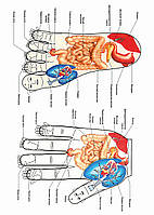 Рефлексология стопы и ладони - постер