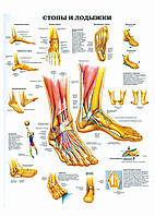 Стопы и лодыжки - постер