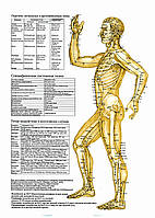 Точки на теле человека (реанимация организма, сбоку) - плакат