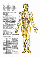 Точки на теле человека (реанимация организма, спереди) - плакат