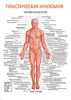Пластическая анатомия. Человеческое тело (вид спереди) - постер