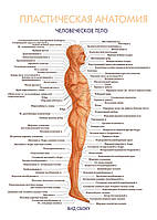 Пластическая анатомия. Человеческое тело (вид сбоку) - постер